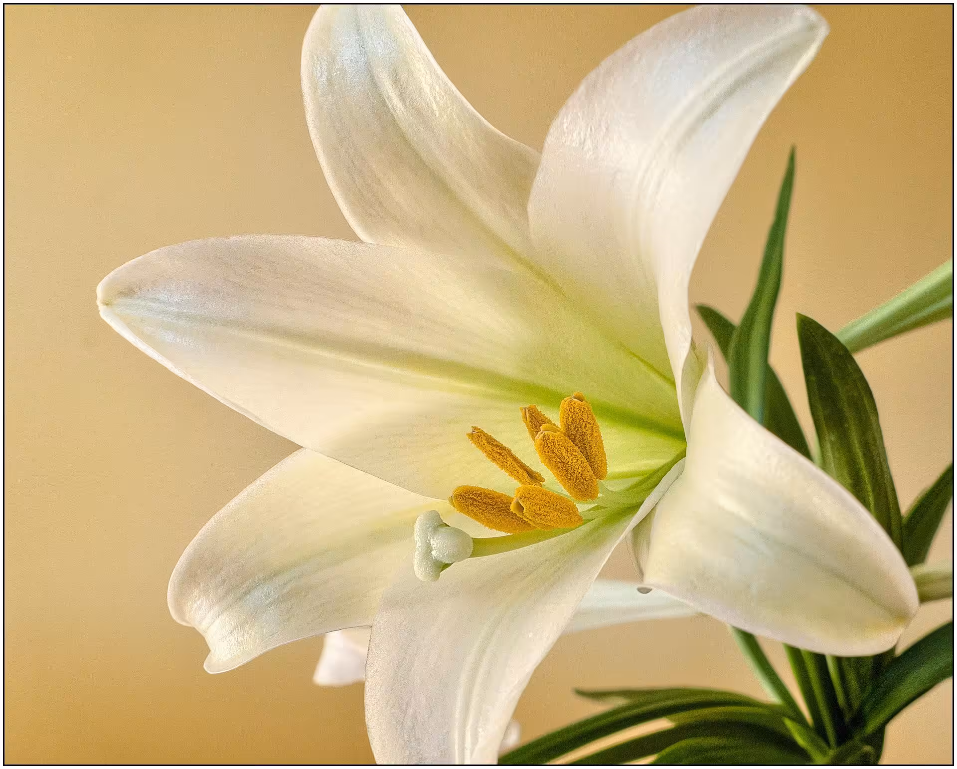 Easter Letter from Bishop Ricard, SSJ